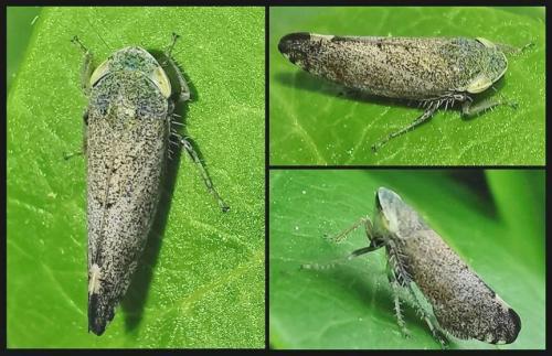 Fieberiella florii
